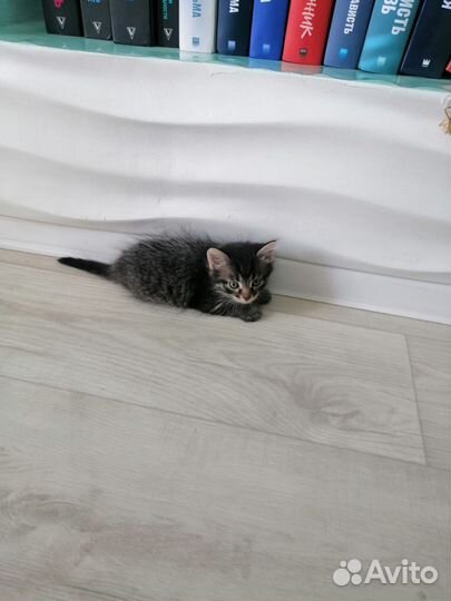 Кошка в дар бесплатно