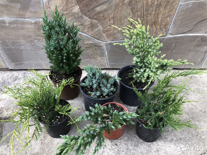 Хвойные малыши