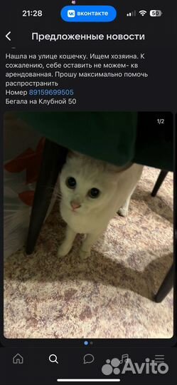 Кошечка ищет дом