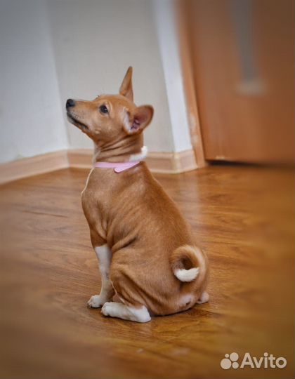 Щенки басенджи