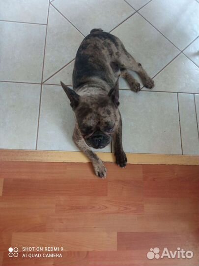 Французский бульдог кабель вязка