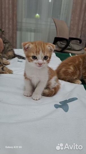 Шотландская вислоухая