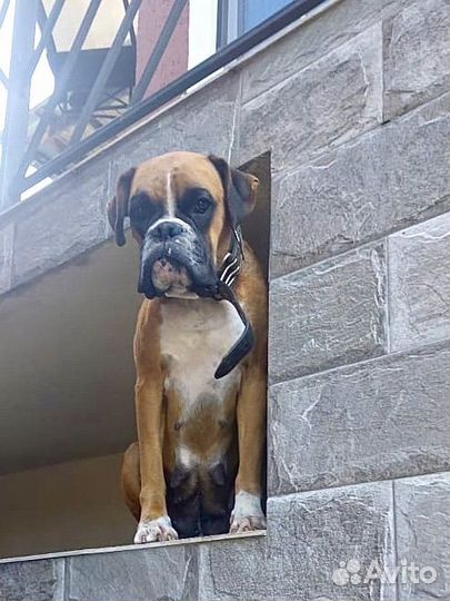 Боксер девочка в ответственные руки