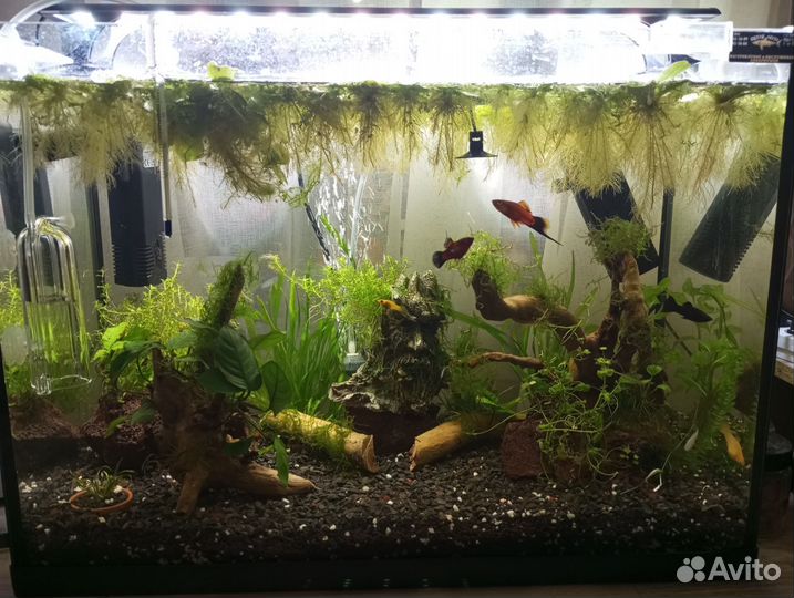 Пистия аквариумное растение