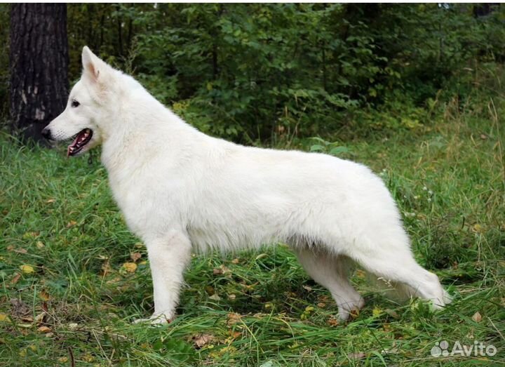 Щенки белой швейцарской овчарки