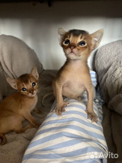Абиссинские котята