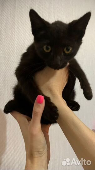 Кошка в дар бесплатно