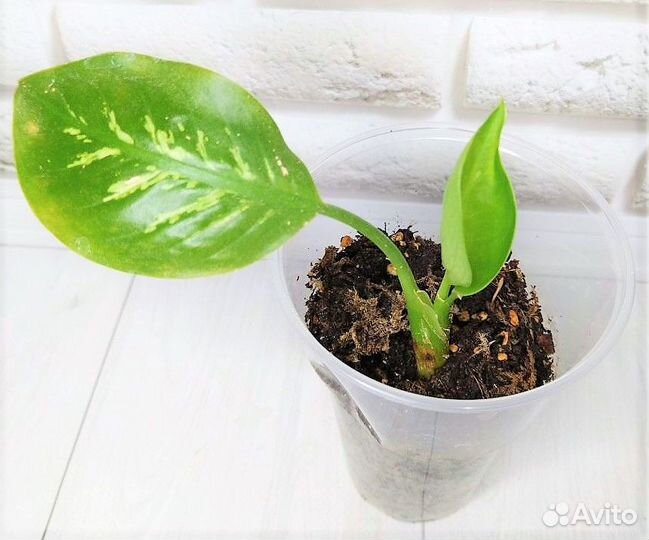 Диффенбахии сортовые