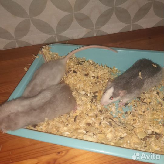 Крысы дамбо-рекс