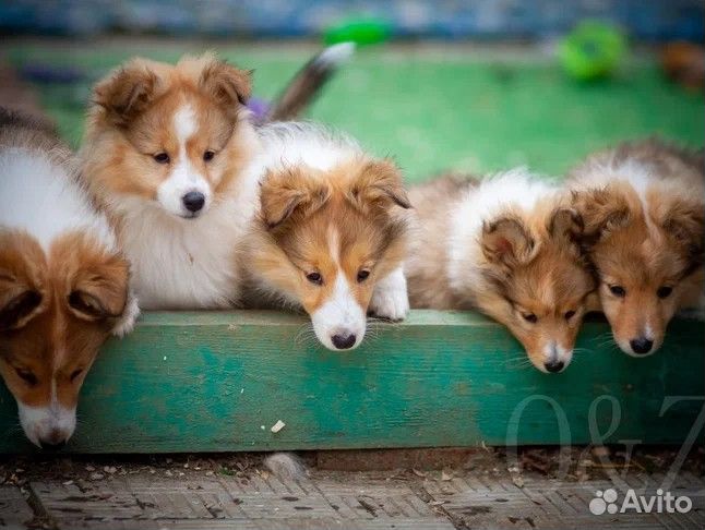 Шелти щенки