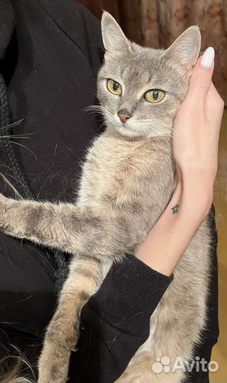 Кошка ищет дом