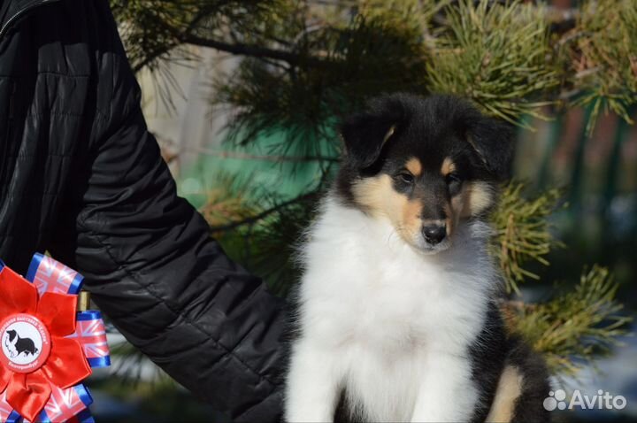 Прекрасные колли щенки