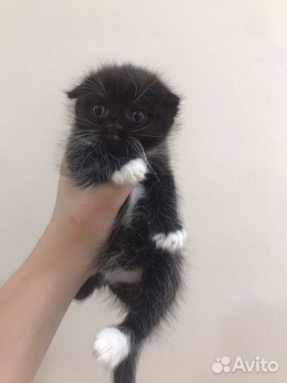 Котята в добрые руки даром