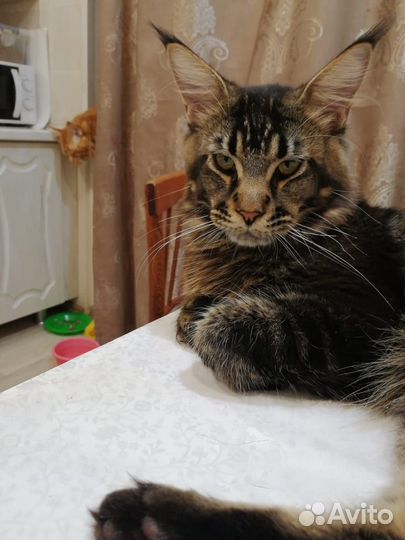 Коты на вязку