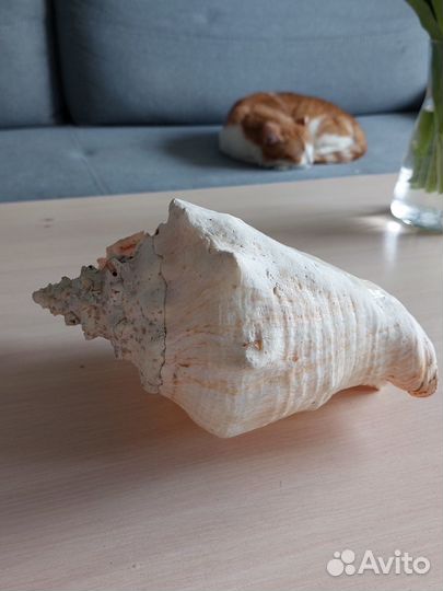 Морские ракушки раковины