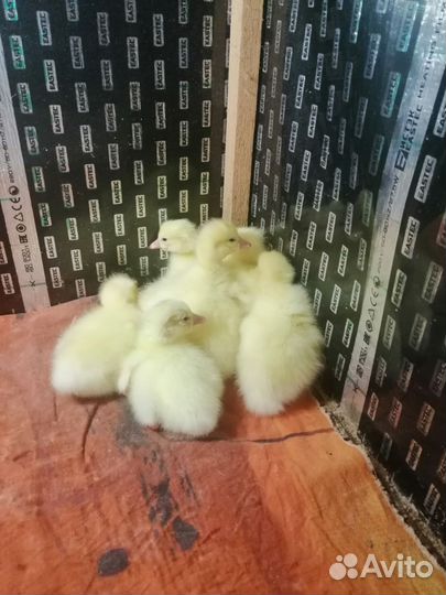 Перепелята