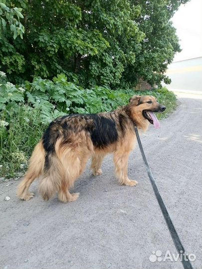 Шикарный Боб ищет дом в добрые руки