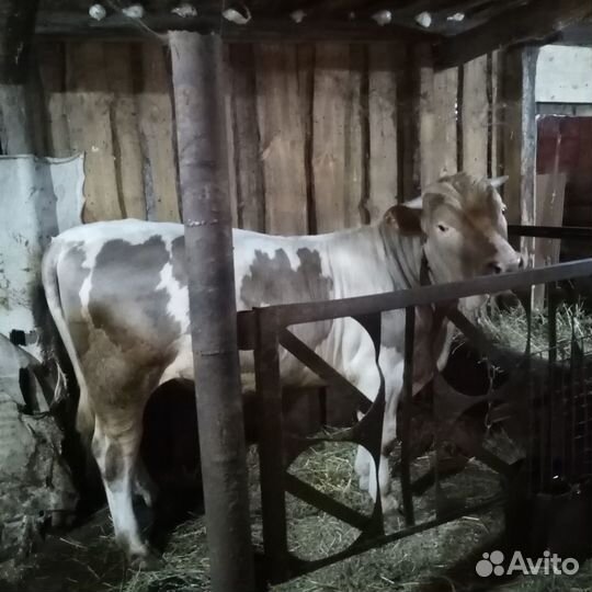 Продаётся бык и телка