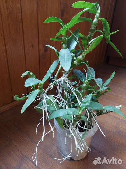 Дендробиум белый