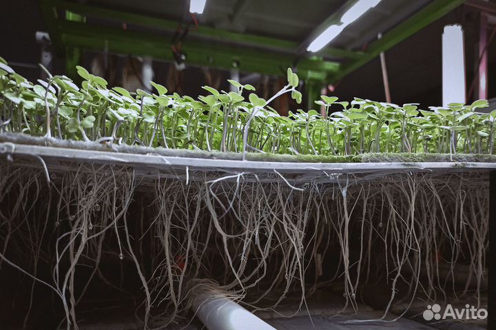 Ищу партнера для запуска вертикальной сити-фермы