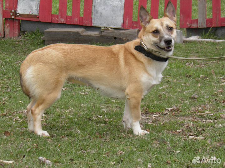 Вирга в добрые руки