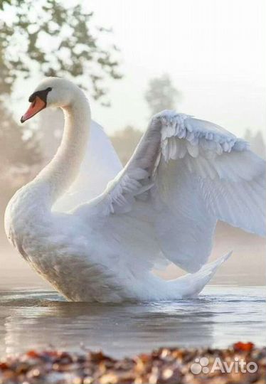 Лебедь, попугай, клумбы из шин