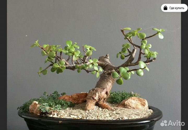 Денежное дерево под