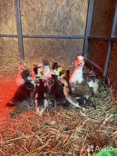 Индоутки и 3 петуха