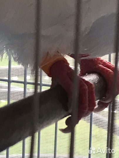 Голубь белый молодой