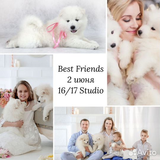 Фотосессия с щеночками самоеда