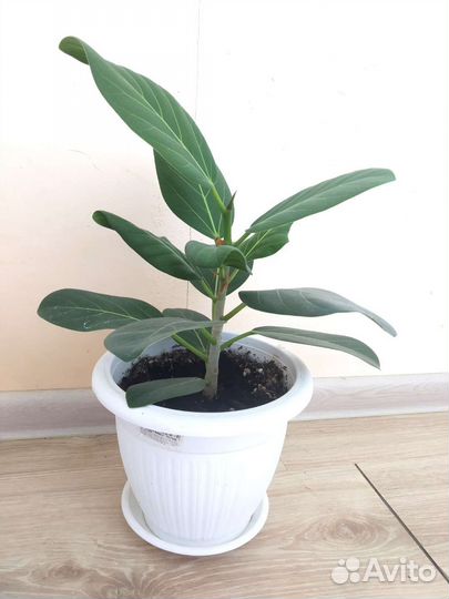 Фикус бенгальский одри