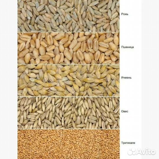 Зерно/Крупа/Масло/Культуры/Комбикорм/Опт от 20т