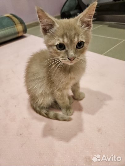 Котик ласковый вакцинированный