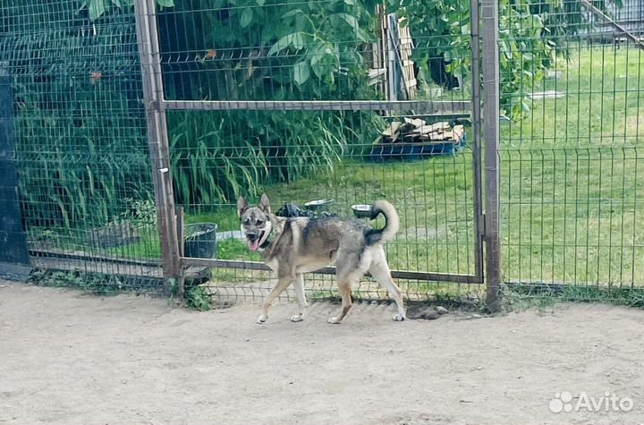 Боне очень нужен дом