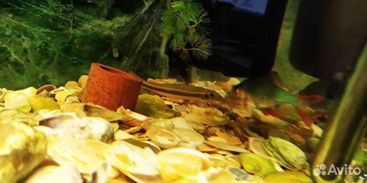 Аквариум 60л Акваэль полный комплект