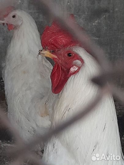 Куры несушки