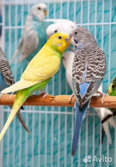 Попугай волнистый