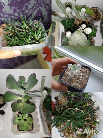 Огромный лот суккулентов