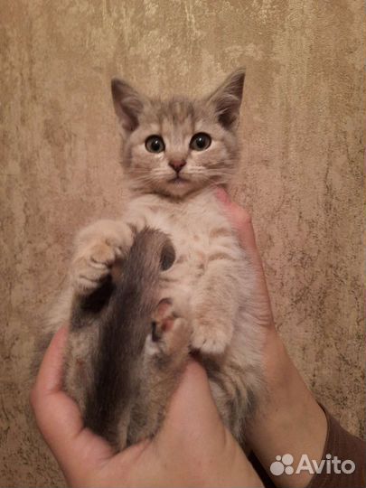 Котенок шотландский девочка