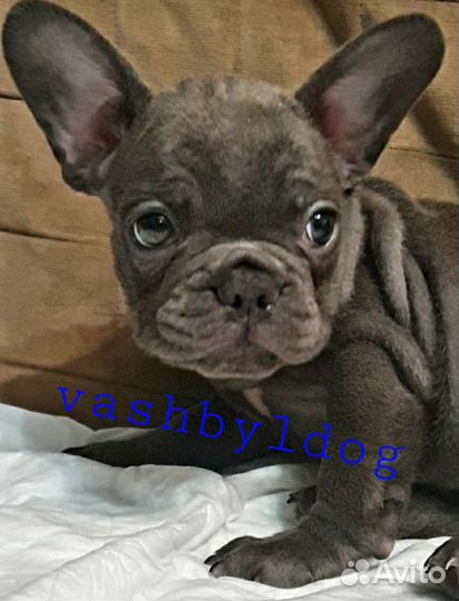 Голубые девочки и мальчик французского бульдога