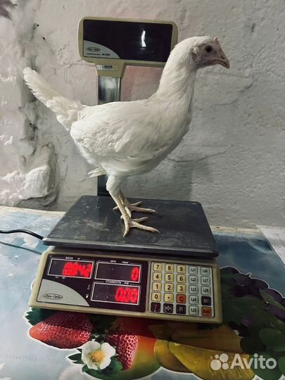 Курочки-молодки