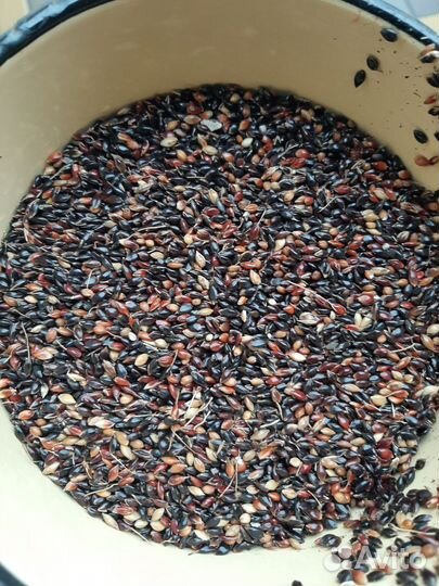 Семена люцерна