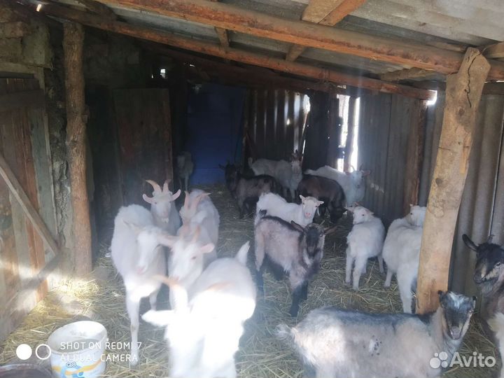 Козы и козлята