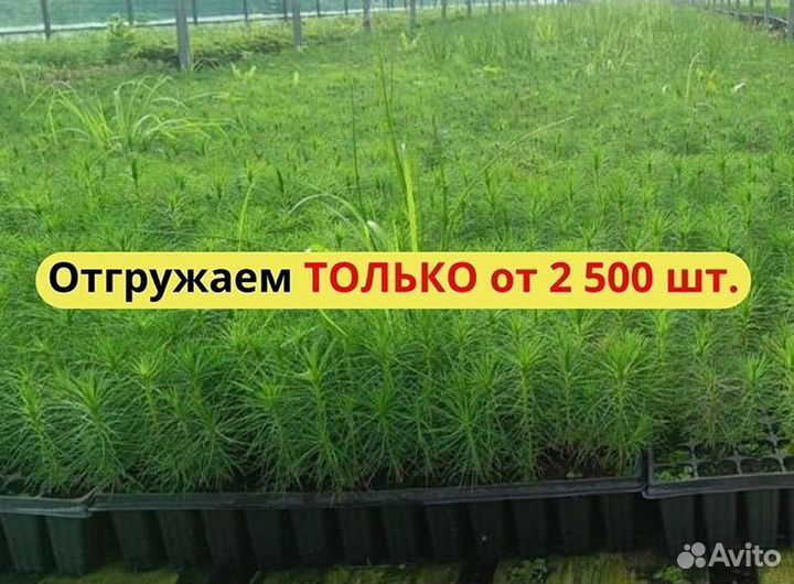 Сеянцы ели окс