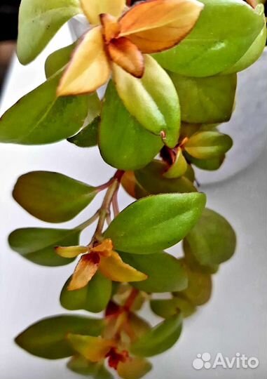 Колумнея и др