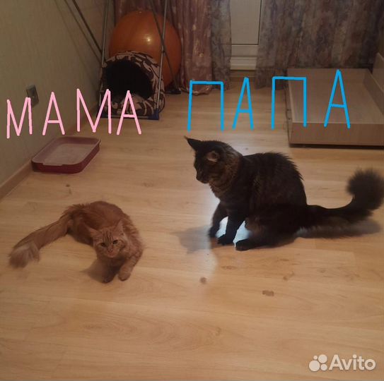 Котята мейн кун