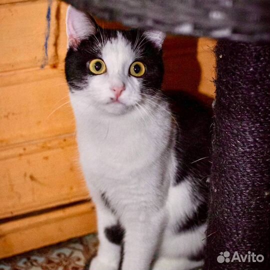 Кошечка Малинка в добрые руки