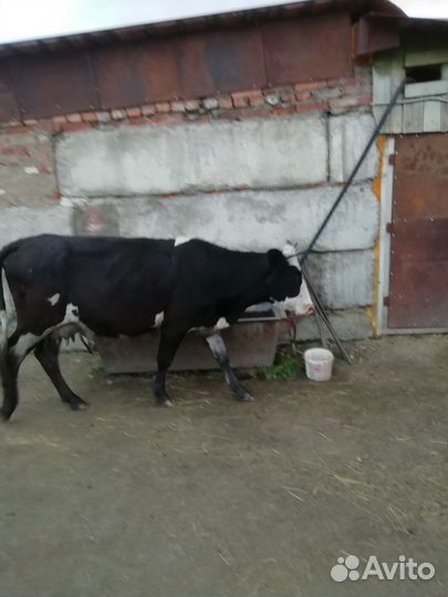 Корова стельная дойная