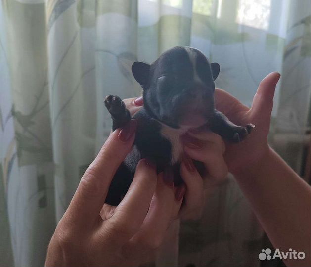 Французский бульдог щенки