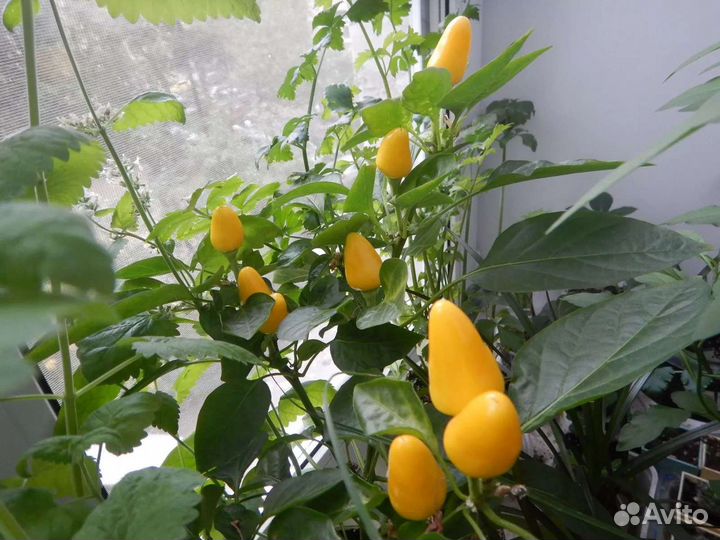 Комнатный перец полуострый и острый